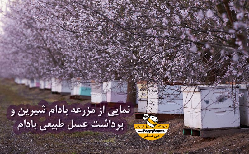 خواص عسل بادام - خرید عسل بادام