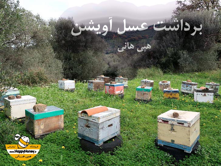 تولید عسل آویشن