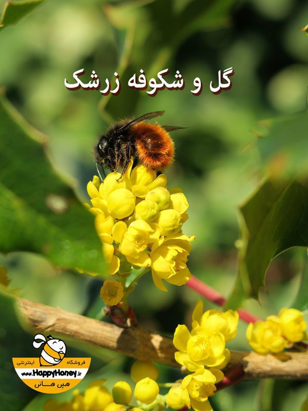 زنبور عسل در حال تهیه عسل زرشک