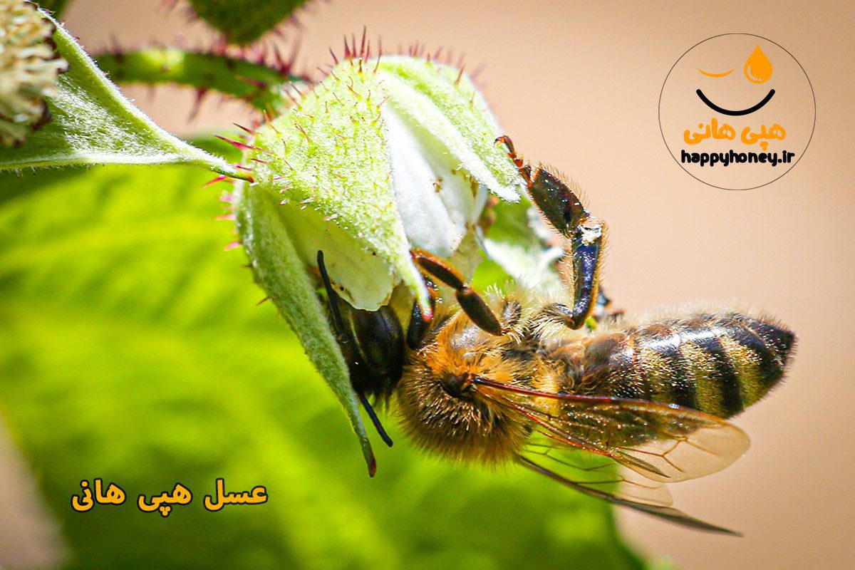 عکس زنبور عسل