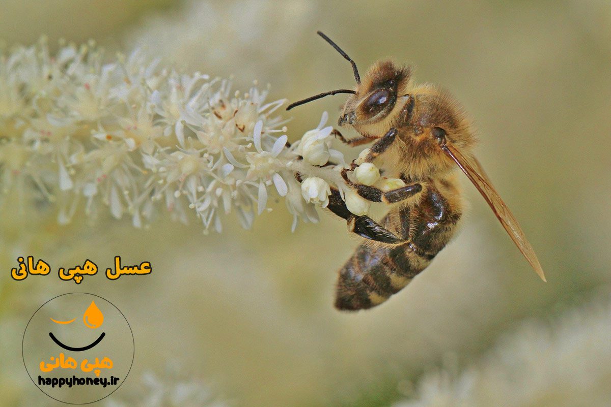 عکس زنبور عسل