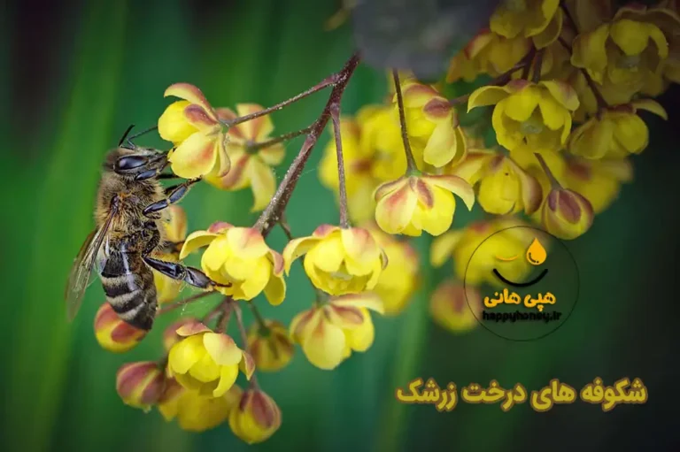 زنبور درحال جمع آوری عسل زرشک