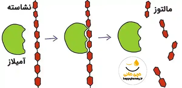 عملکرد آنزیم آمیلاز