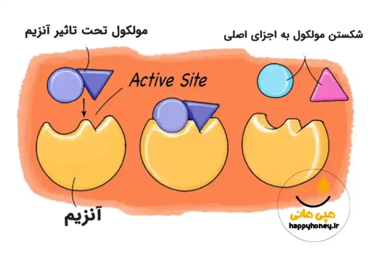عملکرد انزیم عسل