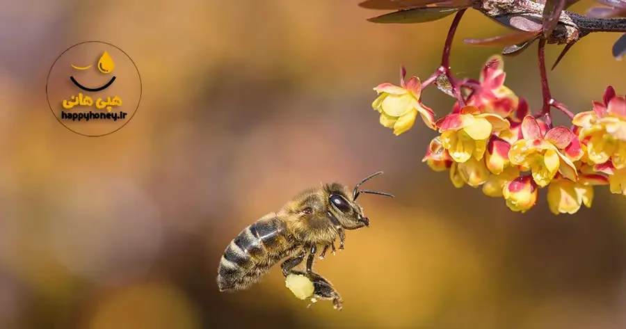 خاصیت عسل زرشک